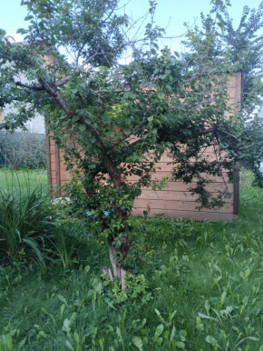 Коллективный сад номер 7, участок 58 в Сысерти - sysert.yutvil.ru - фото 28 Коллективный сад номер 7, участок 58 в Сысерти - sysert.yutvil.ru - фото 28