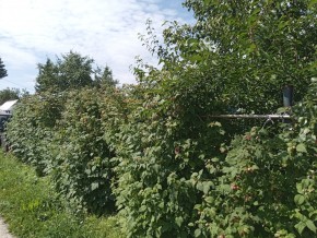 СНТ Медик-2 в Сысерти - sysert.yutvil.ru - фото 3