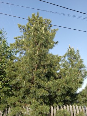 ул. Полынная,29 в Сысерти - sysert.yutvil.ru - фото 18 ул. Полынная,29 в Сысерти - sysert.yutvil.ru - фото 18